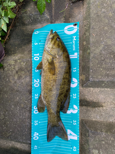 スモールマウスバスの釣果