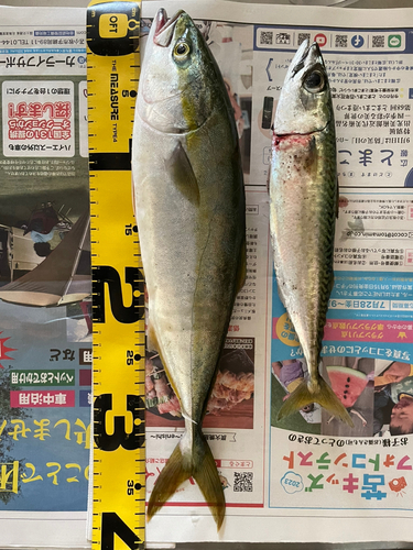 フクラギの釣果