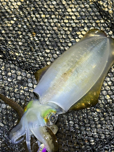 モンゴウイカの釣果