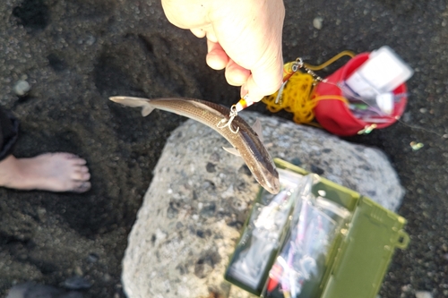 シロサバフグの釣果