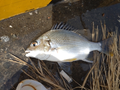 ヘダイの釣果