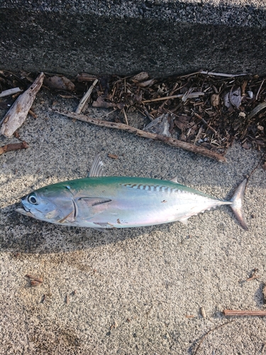 ソウダガツオの釣果