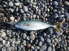 コゾクラの釣果