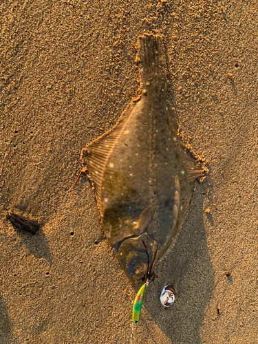 イシガレイの釣果