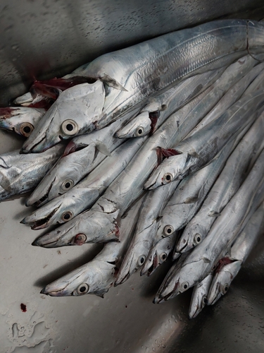 タチウオの釣果