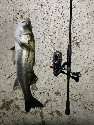 フッコ（マルスズキ）の釣果