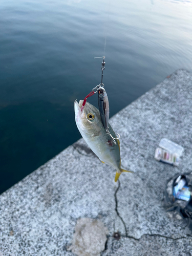 ヤズの釣果