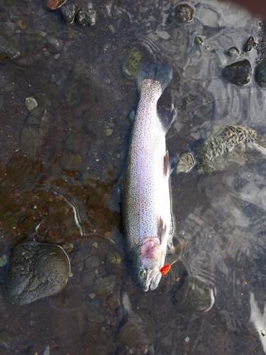 ニジマスの釣果