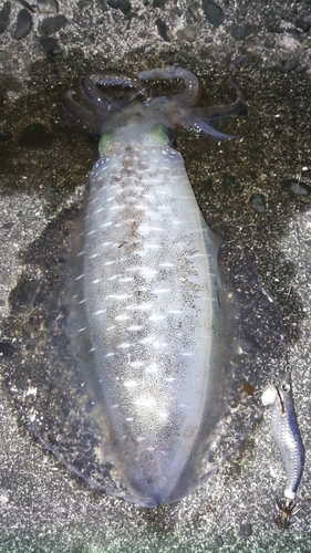 イカの釣果