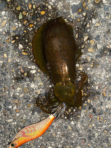 アオリイカの釣果