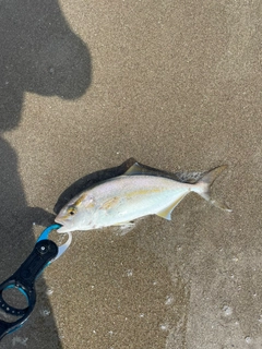 ショゴの釣果