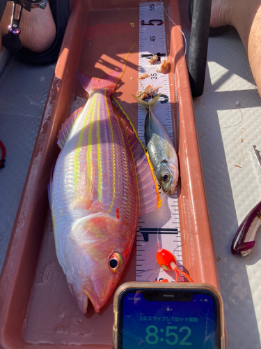 イトヨリダイの釣果