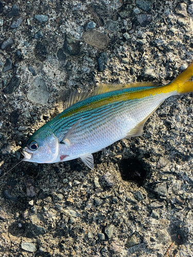 タカベの釣果