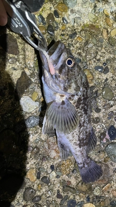 クロソイの釣果