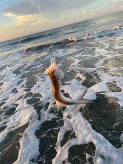 ツバメコノシロの釣果