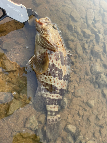 チャイロマルハタの釣果