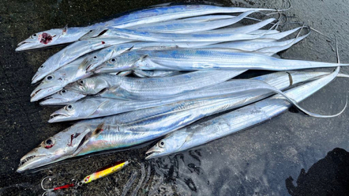 タチウオの釣果