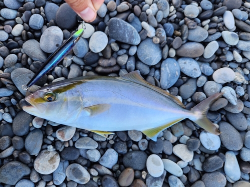 シオの釣果