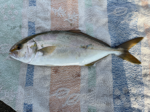 ショゴの釣果