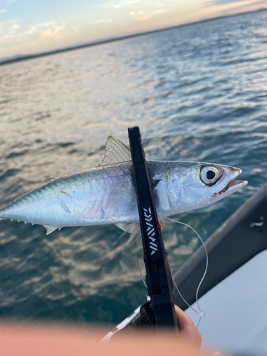 サバの釣果