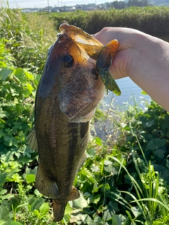 ラージマウスバスの釣果