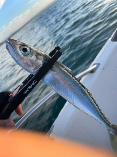 サバの釣果