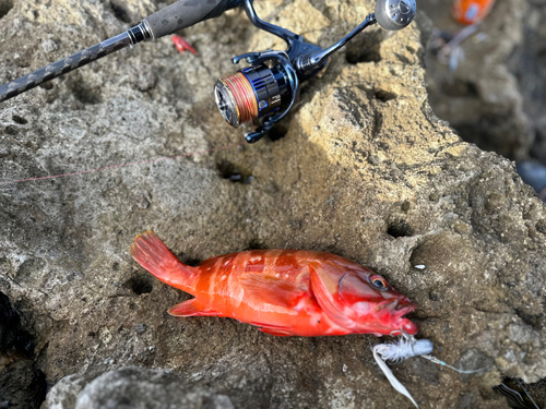 アカハタの釣果