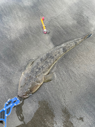 マゴチの釣果