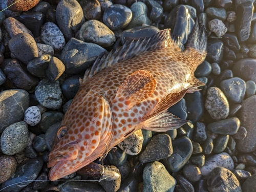 オオモンハタの釣果