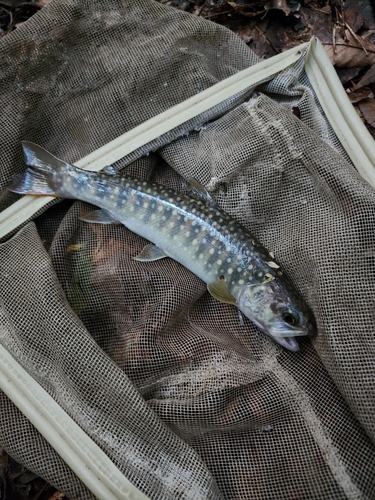 イワナの釣果