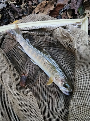 イワナの釣果