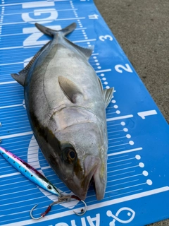 ショゴの釣果