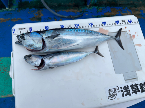 ソウダガツオの釣果