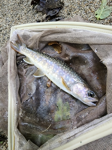 イワナの釣果