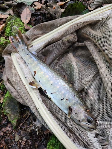 イワナの釣果