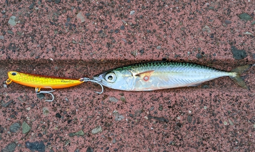 サバの釣果