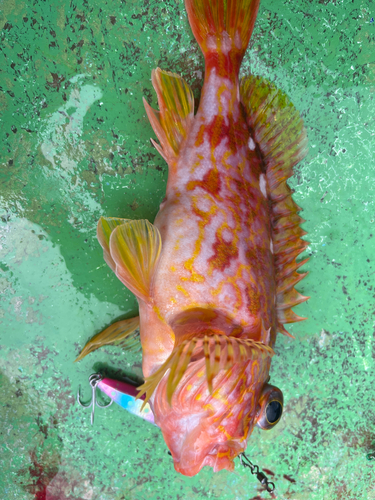 アヤメカサゴの釣果