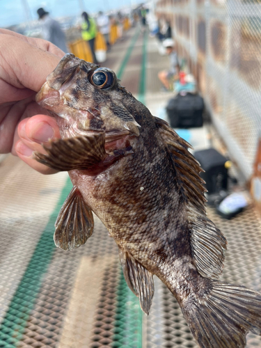 ムラソイの釣果