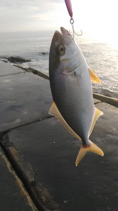 ショゴの釣果