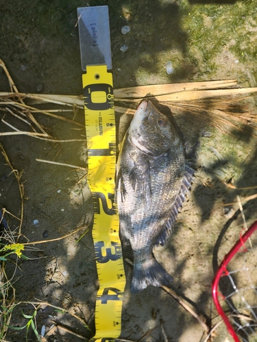 チヌの釣果