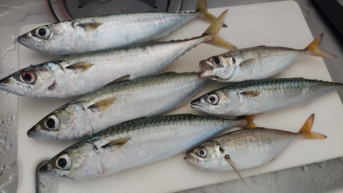 サバの釣果