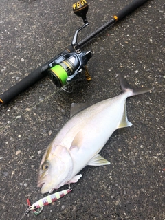 ショッコの釣果