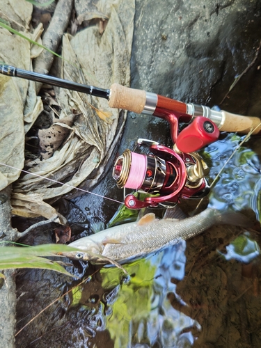 ウグイの釣果