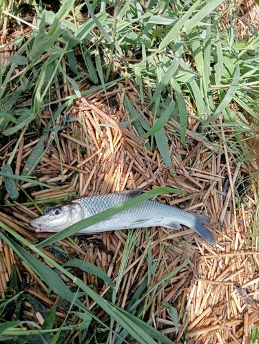 ニゴイの釣果