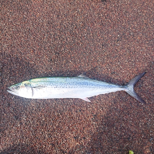 サゴシの釣果