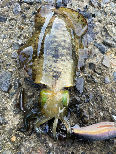 アオリイカの釣果