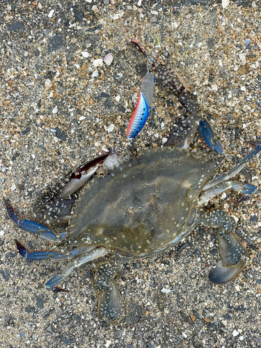 ワタリガニの釣果