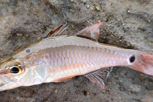 ネンブツダイの釣果