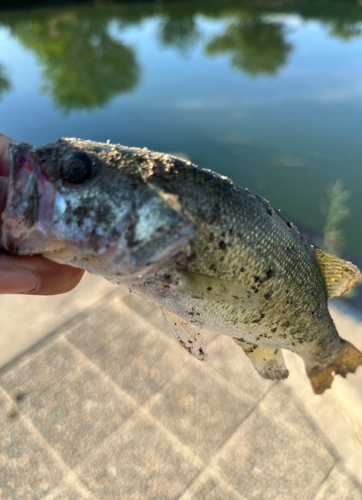 ラージマウスバスの釣果