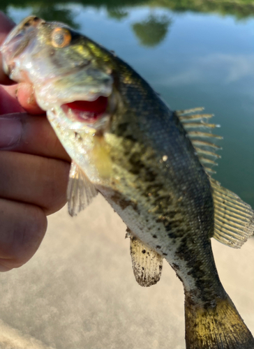 ラージマウスバスの釣果